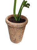 MONSTERA OBLİQUA DEVE TABANI SARMAŞIK CİNS ÖZEL TOPRAK SAKSISINDA