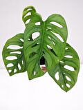 MONSTERA OBLİQUA DEVE TABANI SARMAŞIK CİNS ÖZEL TOPRAK SAKSISINDA