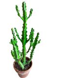 Euphorbia Najuneranatanii - 90 Cm