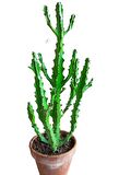 Euphorbia Najuneranatanii - 90 Cm