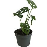 MİNİ BOY MONSTERA MONKEY MASK 25 CM