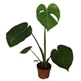 Monstera Deliciosa Deve Tabanı 60-70 cm TEK KÖKLÜ