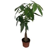 PARA AĞACI - PACHİRA ÖRGÜ GÖVDE 60 cm