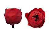 ROSE AMOR ÖZEL ŞOKLANMIŞ GÜL XL-SOLMAYAN GÜL 