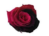 ROSE AMOR PARÇALI RENK (PEMBE BORDO)  SOLMAYAN ŞOKLANMIŞ GÜL XL