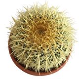 ECHİNOCACTUS GRUSONİİ - ALTIN FIÇI KAKTÜSÜ 20-25 CM