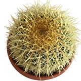 ECHİNOCACTUS GRUSONİİ - ALTIN FIÇI KAKTÜSÜ 20-25 CM