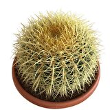 ECHİNOCACTUS GRUSONİİ - ALTIN FIÇI KAKTÜSÜ 20-25 CM