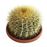 ECHİNOCACTUS GRUSONİİ - ALTIN FIÇI KAKTÜSÜ 20-25 CM