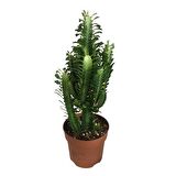 İTHAL EUPHORBİA TRİGONA - SÜT KAKTÜS 60 CM