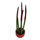 DEKORATİF SAKSIDA BORDO RENK SANSEVERİA CYLİNDRİCA
