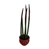 DEKORATİF SAKSIDA BORDO RENK SANSEVERİA CYLİNDRİCA