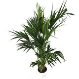 Howea Forsteriana | Kentia Palmiyesi (İthal) 24cm Ø H:180