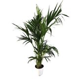 Howea Forsteriana | Kentia Palmiyesi (İthal) 24cm Ø H:180