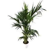 Howea Forsteriana | Kentia Palmiyesi (İthal) 24cm Ø H:180
