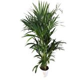 Howea Forsteriana | Kentia Palmiyesi (İthal) 24cm Ø H:180