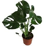 MONSTERA DELİCİOUS DEVA TABANI 60-70 CM ÇOK KÖKLÜ