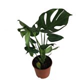 MONSTERA DELİCİOUS DEVA TABANI 60-70 CM ÇOK KÖKLÜ