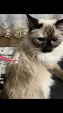 Kedi Fırça Kedi Masaj Aleti Plastik Kumu Mama
