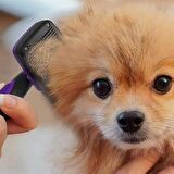 BUFFER® Otomatik Temizlenebilen Tuşlu Pratik Kedi Köpek Tüy Toplama Fırçası