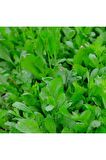 14.500+ Adet Yerli Ata Tohum Maydonoz, Roka, Tere, Dere Otu Tohumu (35 Gram)