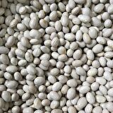 Yerli Ata Tohumu Sırık Şeker Fasulyesi 25 Gr