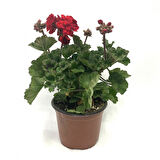 Kırmızı Açan Sardunya Çiçeği Pelargonium Grandiflorum