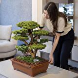 Atlas Bonsai-5 Masaüstü Kullanıma Uygun Doğal Ağaç Gövdeli Yapay Bonsai Ağacı - 50x60 Cm