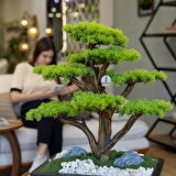 Atlas Bonsai-6 Masaüstü Kullanıma Uygun Doğal Ağaç Gövdeli Yapay Bonsai Ağacı - 50x60 Cm