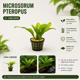 Microsorum Pteropus Saksı  Canlı Bitki