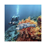 Sublue WhiteShark MixPro Siyah Su Altı Deniz Scooter