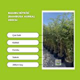 Bambu Bitkisi (Bambusa Aurea) 200cm