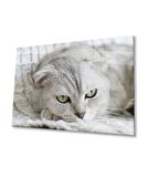 Kedi Cam Tablo