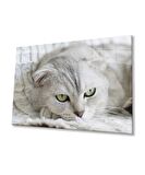 Kedi Cam Tablo