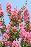 Fidan & Peyzaj - Oya Ağacı Fidanı / 50 - 60 cm. Boyda (Lagerstroemia İndica)