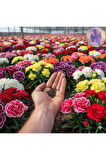 Çiçek Yetiştirme Seti: Dahlia, Ortanca, Karanfil Tohumu+Çiçek Coşturan+Solucan Gübreli Toprak+Saksı