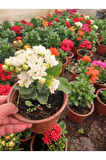 Saksıda Beyaz Kalanchoe