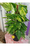 Epipremnum Aureum Pothos Sarmaşığı – 50-60 Cm Salon Bitkisi