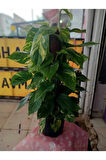 Epipremnum Aureum Pothos Sarmaşığı – 50-60 Cm Salon Bitkisi