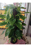 Epipremnum Aureum Pothos Sarmaşığı – 50-60 Cm Salon Bitkisi