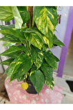 Epipremnum Aureum Pothos Sarmaşığı – 50-60 Cm Salon Bitkisi