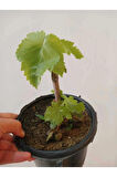 Çekirdeksiz Beyaz Üzüm Fidesi (Yaprakları Sarmalık) 10 cm.