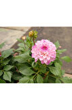 Akça Pembe Dalya Çiçeği Dahlia Variabilis