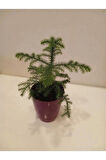 Araucaria Heterophylla Saksıda 20-30 cm Kalıcı Mini Salon Çamı