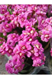 2 adet Pembe Kalanchoe Fidesi