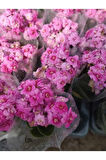 2 adet Pembe Kalanchoe Fidesi