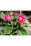 Kırmızı Bardak Menekşesi Saksıda-Gloxinia