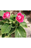 Kırmızı Bardak Menekşesi Saksıda-Gloxinia