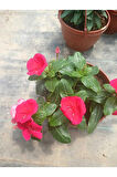 Saksıda Kırmızı Pervane Çiçeği 4 Mevsim Kalıcı - Catharanthus Roseus