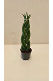 Özel Örgü Sansevieria Cylindrica, Paşa Kılıcı – Ofis & Salon Bitkisi